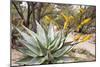 Cactus and Succulent Garden, Mountain Aloe, Tucson, Arizona, USA-Jamie & Judy Wild-Mounted Photographic Print