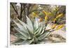 Cactus and Succulent Garden, Mountain Aloe, Tucson, Arizona, USA-Jamie & Judy Wild-Framed Photographic Print