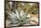 Cactus and Succulent Garden, Mountain Aloe, Tucson, Arizona, USA-Jamie & Judy Wild-Framed Photographic Print