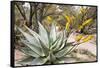 Cactus and Succulent Garden, Mountain Aloe, Tucson, Arizona, USA-Jamie & Judy Wild-Framed Stretched Canvas