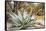 Cactus and Succulent Garden, Mountain Aloe, Tucson, Arizona, USA-Jamie & Judy Wild-Framed Stretched Canvas