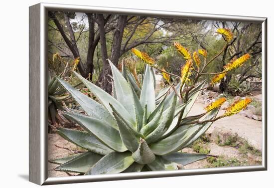 Cactus and Succulent Garden, Mountain Aloe, Tucson, Arizona, USA-Jamie & Judy Wild-Framed Photographic Print