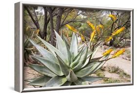 Cactus and Succulent Garden, Mountain Aloe, Tucson, Arizona, USA-Jamie & Judy Wild-Framed Photographic Print