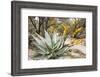 Cactus and Succulent Garden, Mountain Aloe, Tucson, Arizona, USA-Jamie & Judy Wild-Framed Photographic Print