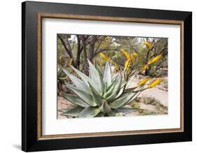 Cactus and Succulent Garden, Mountain Aloe, Tucson, Arizona, USA-Jamie & Judy Wild-Framed Photographic Print