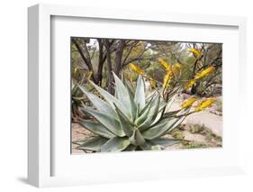 Cactus and Succulent Garden, Mountain Aloe, Tucson, Arizona, USA-Jamie & Judy Wild-Framed Photographic Print