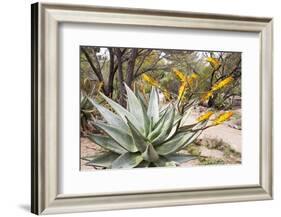 Cactus and Succulent Garden, Mountain Aloe, Tucson, Arizona, USA-Jamie & Judy Wild-Framed Photographic Print