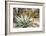 Cactus and Succulent Garden, Mountain Aloe, Tucson, Arizona, USA-Jamie & Judy Wild-Framed Photographic Print