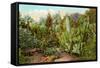 Cactus and Succulent Garden-null-Framed Stretched Canvas