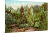 Cactus and Succulent Garden-null-Mounted Premium Giclee Print