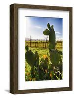 Cactus And Yellow Poppies-George Oze-Framed Photographic Print