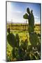 Cactus And Yellow Poppies-George Oze-Mounted Photographic Print