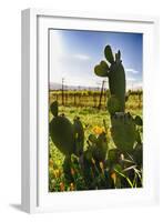 Cactus And Yellow Poppies-George Oze-Framed Photographic Print