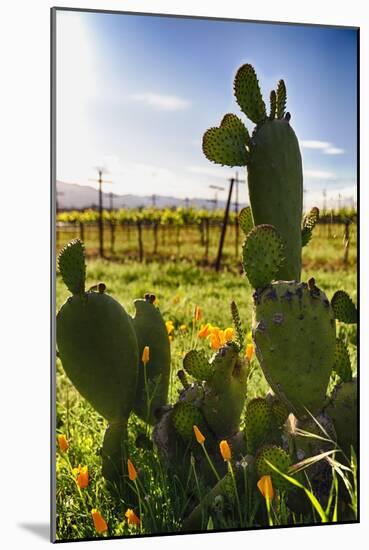 Cactus And Yellow Poppies-George Oze-Mounted Photographic Print