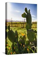 Cactus And Yellow Poppies-George Oze-Stretched Canvas