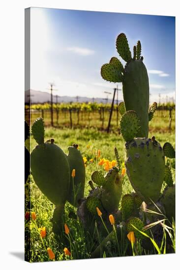 Cactus And Yellow Poppies-George Oze-Stretched Canvas