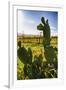 Cactus And Yellow Poppies-George Oze-Framed Photographic Print