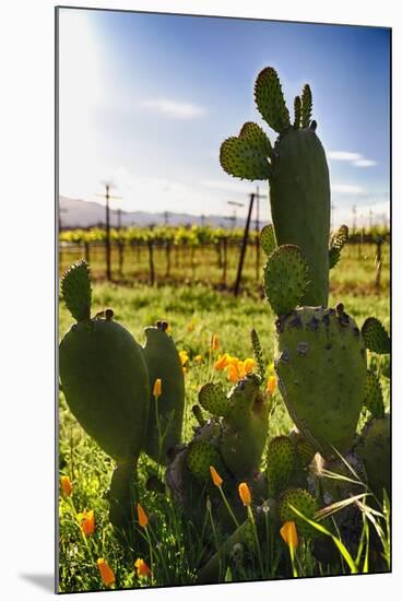 Cactus And Yellow Poppies-George Oze-Mounted Photographic Print