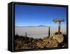 Cactus Arrow on Isla de Los Pescadores, Volcan Tunupa and Salt Flats, Salar de Uyuni, Bolivia-Simon Montgomery-Framed Stretched Canvas