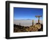 Cactus Arrow on Isla de Los Pescadores, Volcan Tunupa and Salt Flats, Salar de Uyuni, Bolivia-Simon Montgomery-Framed Photographic Print