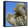 Cactus, Aruba, ABC Islands-alfotokunst-Framed Stretched Canvas