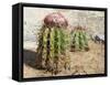 Cactus, Aruba, ABC Islands-alfotokunst-Framed Stretched Canvas