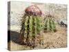 Cactus, Aruba, ABC Islands-alfotokunst-Stretched Canvas
