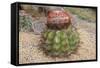 Cactus, Aruba, ABC Islands-alfotokunst-Framed Stretched Canvas