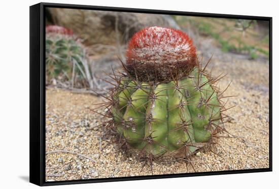 Cactus, Aruba, ABC Islands-alfotokunst-Framed Stretched Canvas