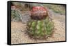 Cactus, Aruba, ABC Islands-alfotokunst-Framed Stretched Canvas