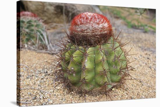 Cactus, Aruba, ABC Islands-alfotokunst-Stretched Canvas
