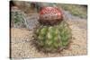 Cactus, Aruba, ABC Islands-alfotokunst-Stretched Canvas