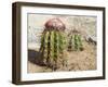 Cactus, Aruba, ABC Islands-alfotokunst-Framed Photographic Print