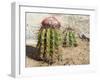 Cactus, Aruba, ABC Islands-alfotokunst-Framed Photographic Print