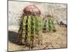 Cactus, Aruba, ABC Islands-alfotokunst-Mounted Photographic Print