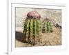 Cactus, Aruba, ABC Islands-alfotokunst-Framed Photographic Print