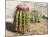 Cactus, Aruba, ABC Islands-alfotokunst-Mounted Photographic Print