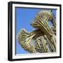 Cactus, Aruba, ABC Islands-alfotokunst-Framed Photographic Print