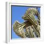 Cactus, Aruba, ABC Islands-alfotokunst-Framed Photographic Print