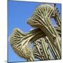 Cactus, Aruba, ABC Islands-alfotokunst-Mounted Photographic Print