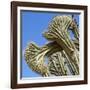 Cactus, Aruba, ABC Islands-alfotokunst-Framed Photographic Print