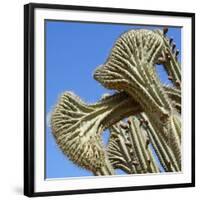 Cactus, Aruba, ABC Islands-alfotokunst-Framed Photographic Print