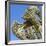 Cactus, Aruba, ABC Islands-alfotokunst-Framed Photographic Print