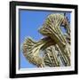 Cactus, Aruba, ABC Islands-alfotokunst-Framed Photographic Print