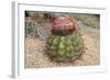 Cactus, Aruba, ABC Islands-alfotokunst-Framed Photographic Print