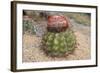 Cactus, Aruba, ABC Islands-alfotokunst-Framed Photographic Print