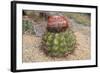 Cactus, Aruba, ABC Islands-alfotokunst-Framed Photographic Print