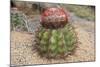 Cactus, Aruba, ABC Islands-alfotokunst-Mounted Photographic Print