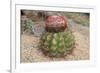 Cactus, Aruba, ABC Islands-alfotokunst-Framed Photographic Print