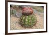 Cactus, Aruba, ABC Islands-alfotokunst-Framed Photographic Print